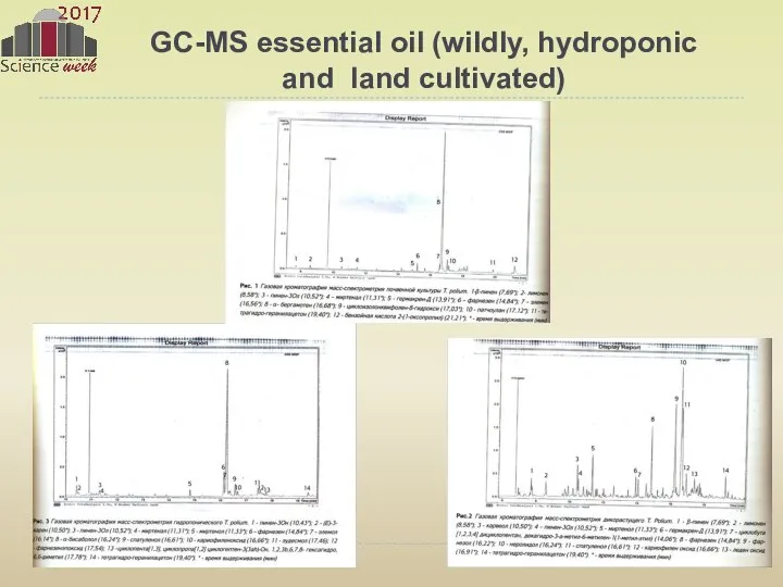 GC-MS essential oil (wildly, hydroponic and land cultivated)