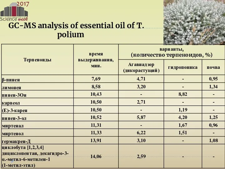 GC-MS analysis of essential oil of T. polium