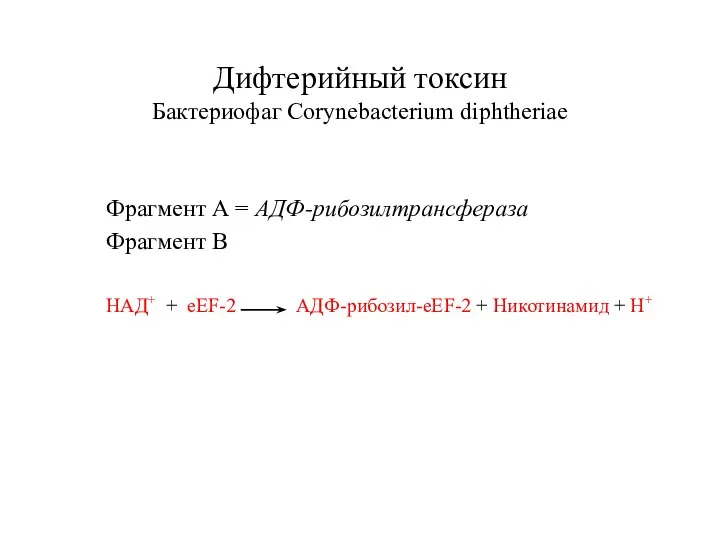 Дифтерийный токсин Бактериофаг Corynebacterium diphtheriae Фрагмент А = АДФ-рибозилтрансфераза Фрагмент В НАД+