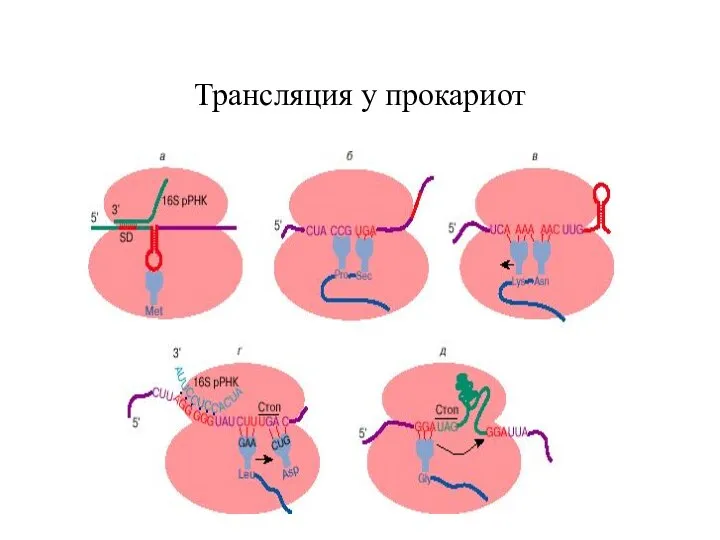 Трансляция у прокариот