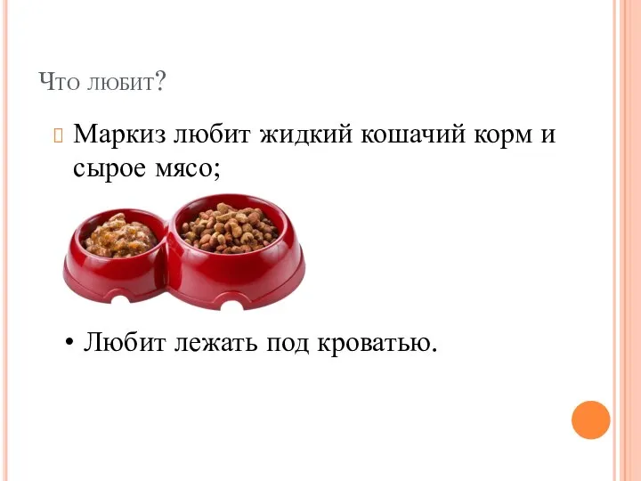 Что любит? Маркиз любит жидкий кошачий корм и сырое мясо; Любит лежать под кроватью.