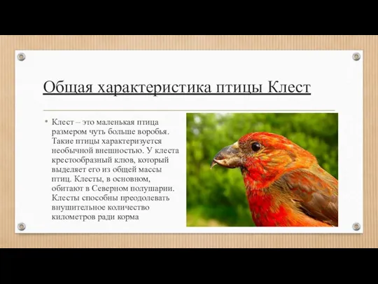 Общая характеристика птицы Клест Клест – это маленькая птица размером чуть больше