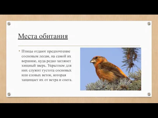 Места обитания Птицы отдают предпочтение сосновым лесам, на самой их вершине, куда