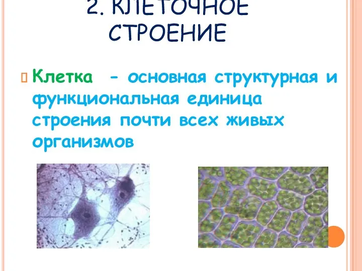 2. КЛЕТОЧНОЕ СТРОЕНИЕ Клетка - основная структурная и функциональная единица строения почти всех живых организмов