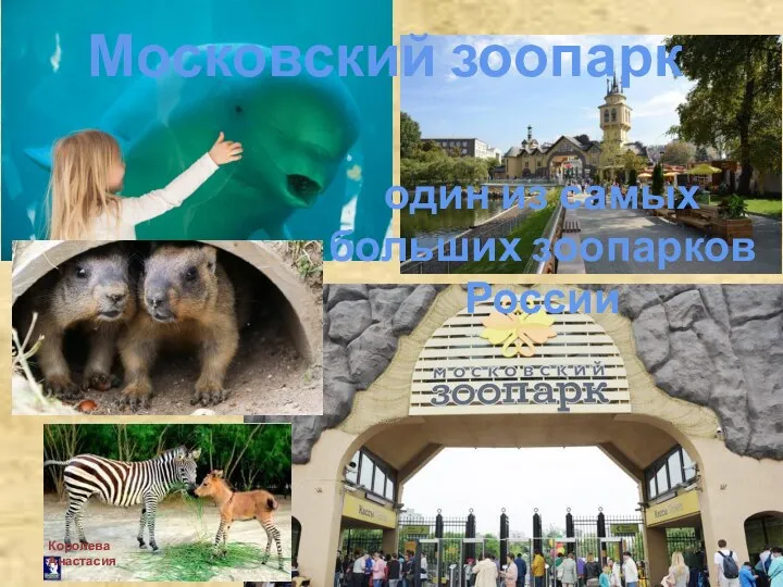 Московский зоопарк один из самых больших зоопарков России Королева Анастасия