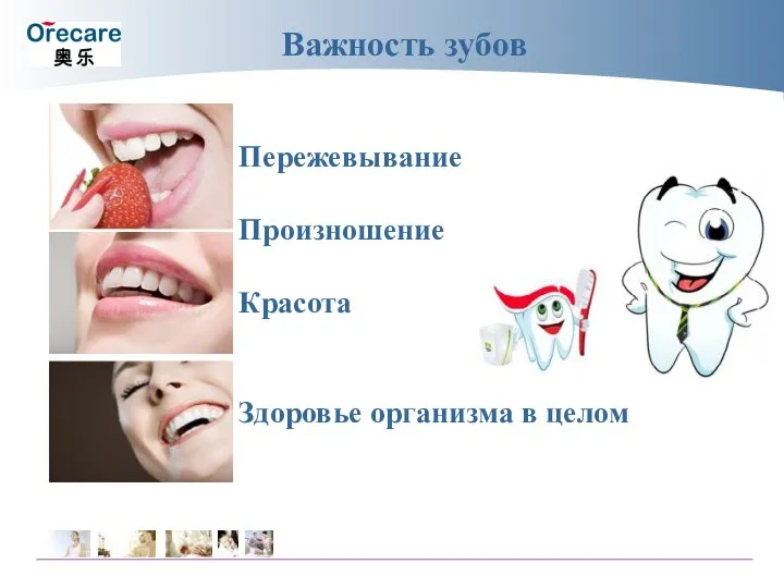 Важность зубов Пережевывание Произношение Красота Здоровье организма в целом