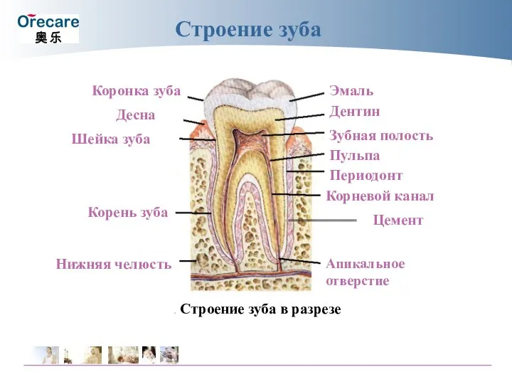 Строение зуба Коронка зуба Десна Шейка зуба Корень зуба Нижняя челюсть Эмаль