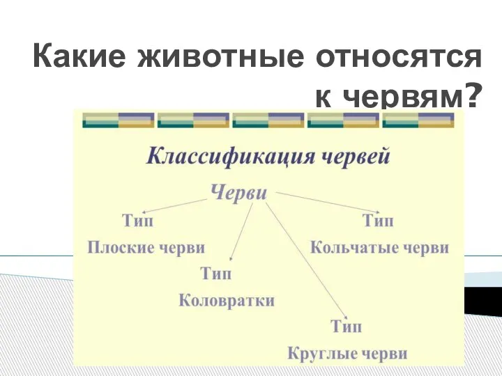 Какие животные относятся к червям?