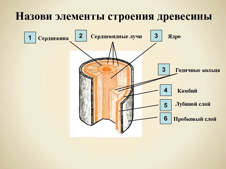 Назови элементы строения древесины Сердцевина Сердцевидные лучи Ядро Годичные кольца Камбий Лубяной