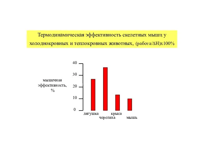 Термодинамическая эффективность скелетных мышц у холоднокровных и теплокровных животных, (работа/ΔH)x100%