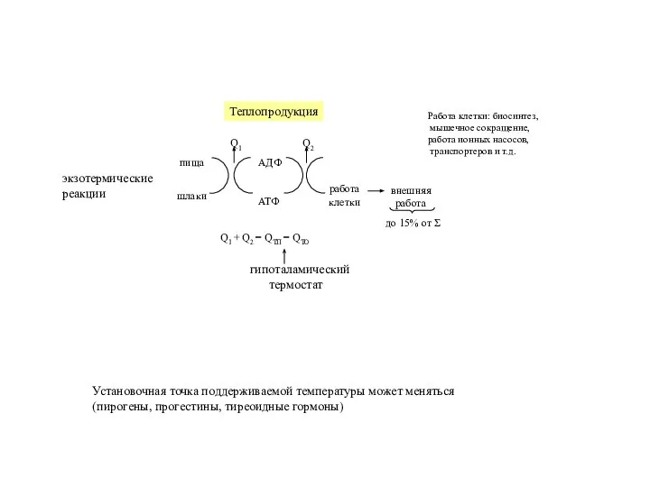 экзотермические реакции Работа клетки: биосинтез, мышечное сокращение, работа ионных насосов, транспортеров и
