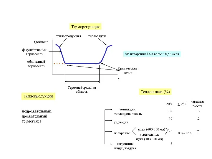 Термонейтральная область Теплопродукция недрожательный, дрожательный термогенез