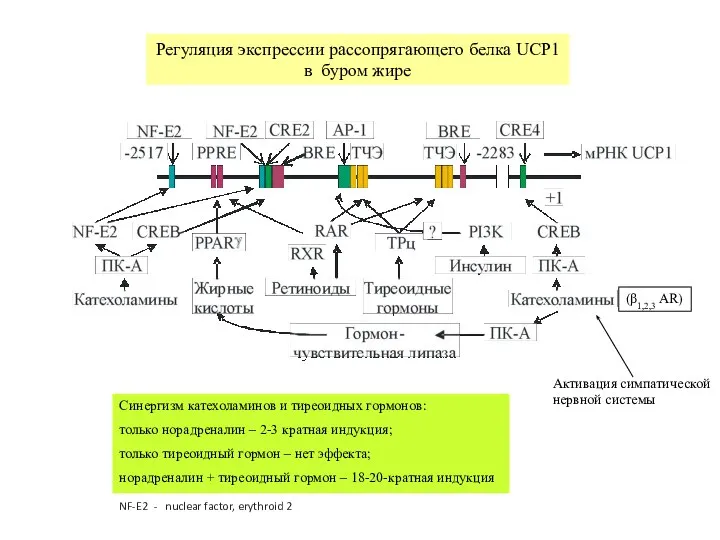 Регуляция экспрессии рассопрягающего белка UCP1 в буром жире Синергизм катехоламинов и тиреоидных