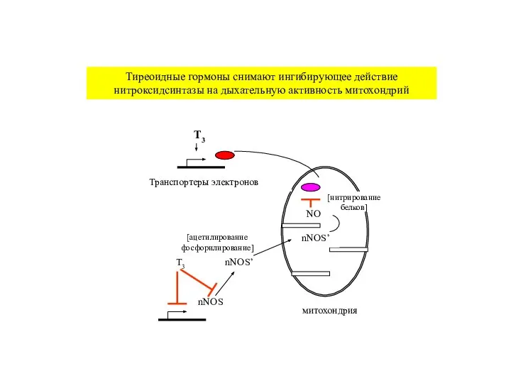 nNOS nNOS’ nNOS’ NO Транспортеры электронов T3 T3 митохондрия Тиреоидные гормоны снимают