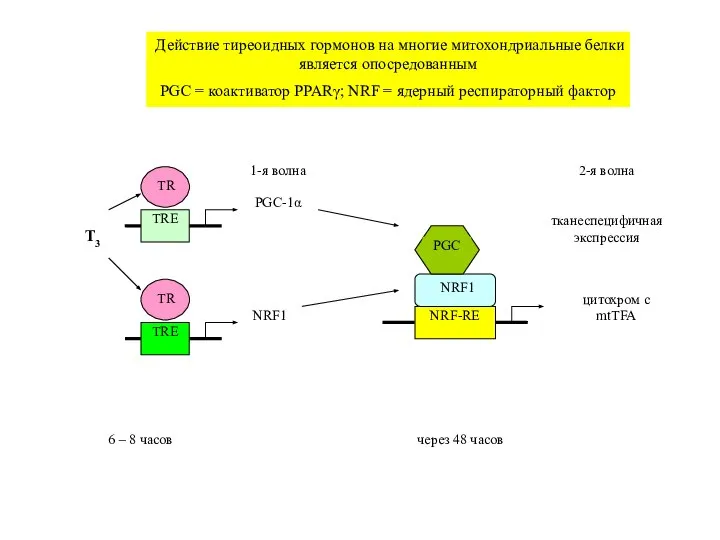 TRE T3 NRF1 TRE PGC-1α NRF-RE цитохром c mtTFA 1-я волна 2-я