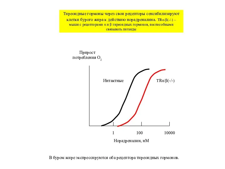 1 100 10000 Норадреналин, нМ Прирост потребления O2 Интактные TRα/β(-/-) Тиреоидные гормоны