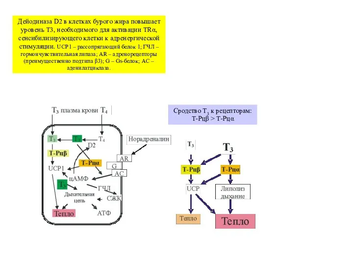 Дейодиназа D2 в клетках бурого жира повышает уровень T3, необходимого для активации