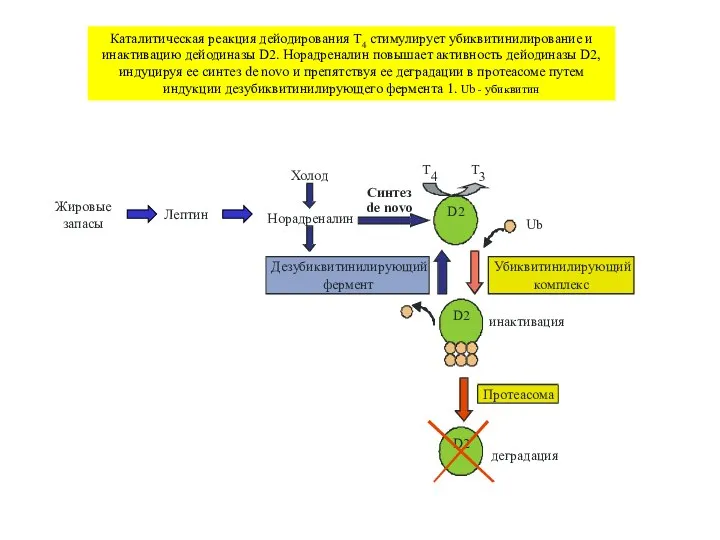 Каталитическая реакция дейодирования T4 стимулирует убиквитинилирование и инактивацию дейодиназы D2. Норадреналин повышает