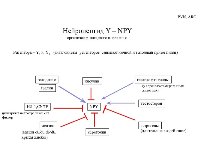 Нейропептид Y – NPY организатор пищевого поведения Рецепторы - Y1 и Y5