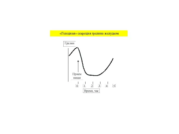 «Голодная» секреция грелина желудком