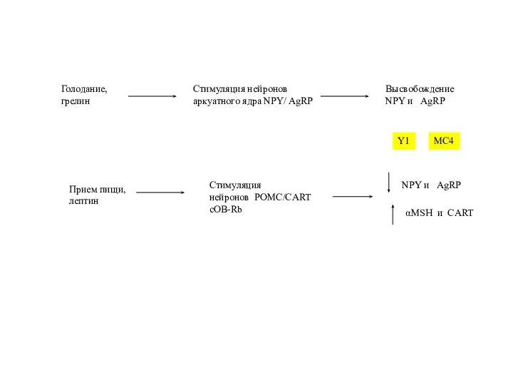 Голодание, грелин Стимуляция нейронов аркуатного ядра NPY/ AgRP Высвобождение NPY и AgRP