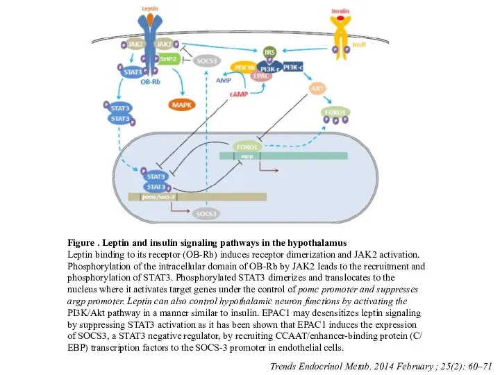 Figure . Leptin and insulin signaling pathways in the hypothalamus Leptin binding