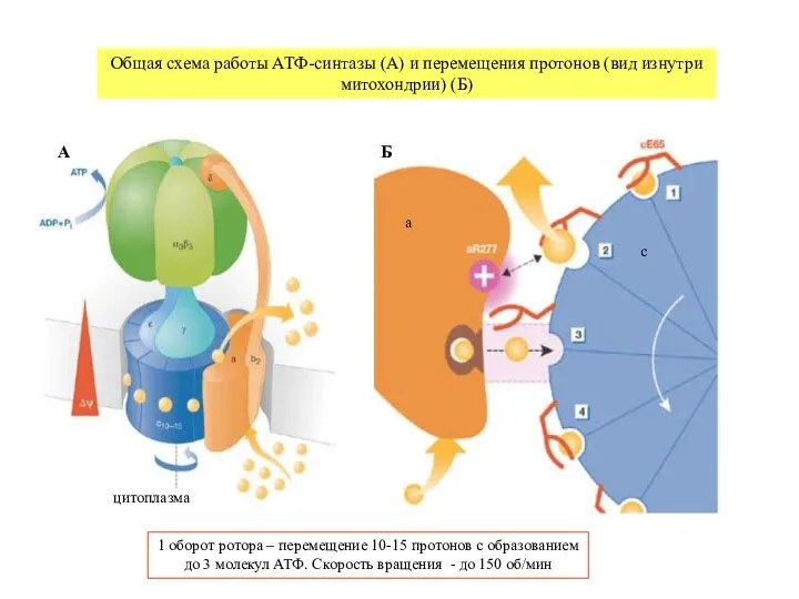цитоплазма Общая схема работы АТФ-синтазы (А) и перемещения протонов (вид изнутри митохондрии)