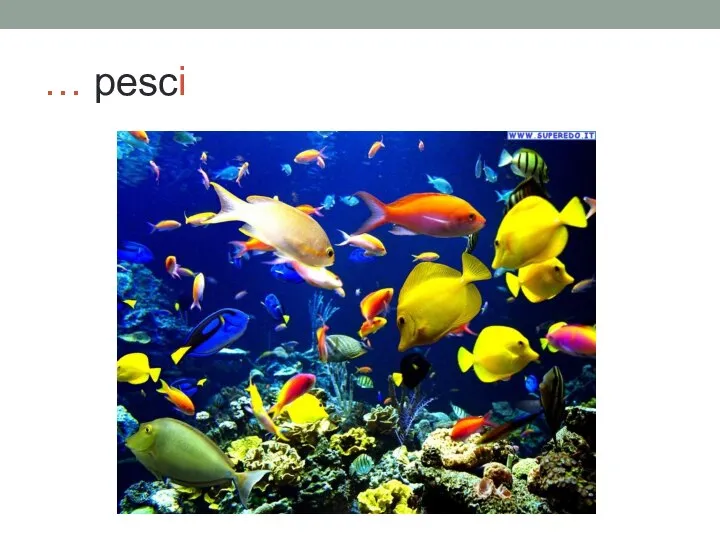 … pesci