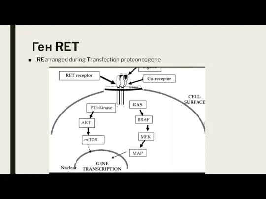 Ген RET REarranged during Transfection protooncogene