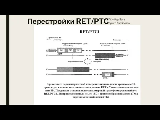 Перестройки RET/PTC PTC – Papillary Thyroid Carcinoma