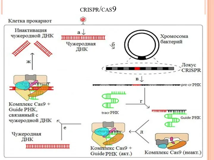 crispr/cas9