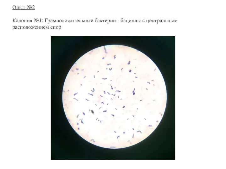 Опыт №2 Колония №1: Грамположительные бактерии - бациллы с центральным расположением спор