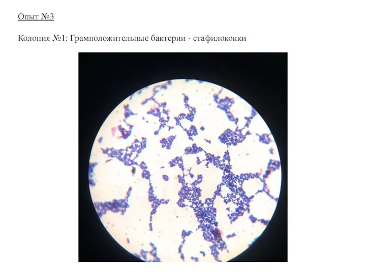 Опыт №3 Колония №1: Грамположительные бактерии - стафилококки