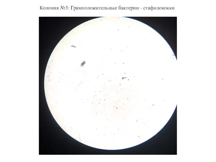 Колония №3: Грамположительные бактерии - стафилококки