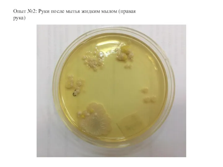 Опыт №2: Руки после мытья жидким мылом (правая рука)