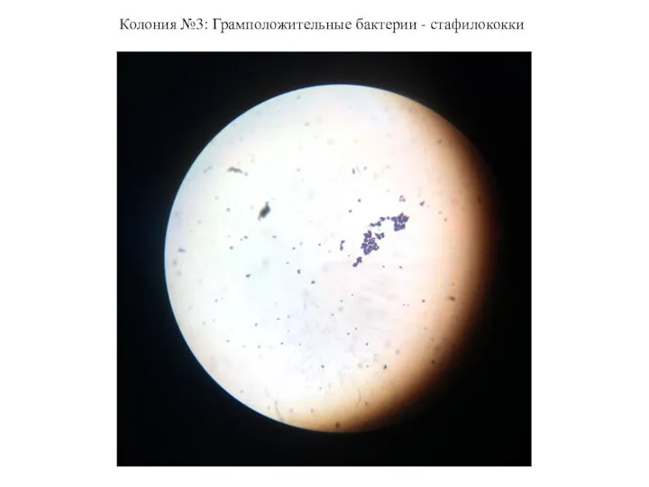 Колония №3: Грамположительные бактерии - стафилококки