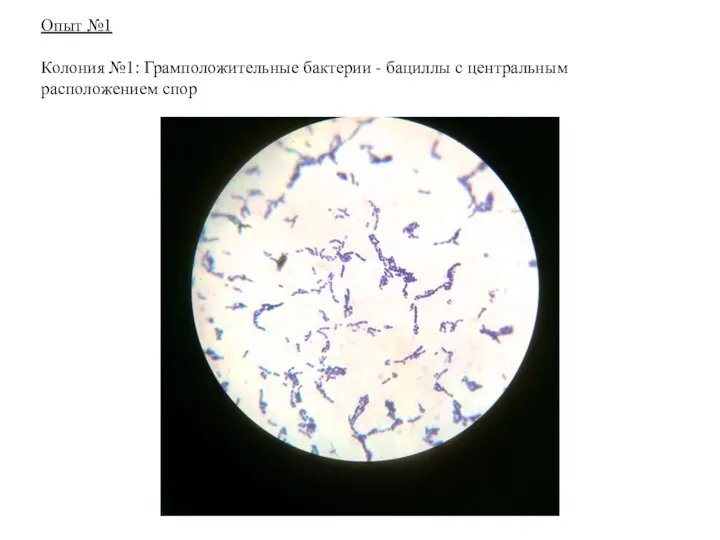 Опыт №1 Колония №1: Грамположительные бактерии - бациллы с центральным расположением спор