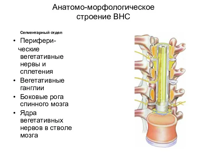 Анатомо-морфологическое строение ВНС Сегментарный отдел Перифери- ческие вегетативные нервы и сплетения Вегетативные