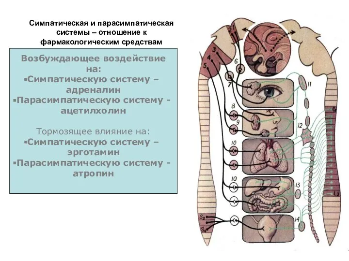 Симпатическая и парасимпатическая системы – отношение к фармакологическим средствам Возбуждающее воздействие на: