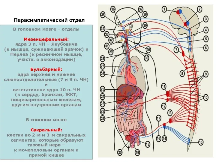 Парасимпатический отдел В головном мозге – отделы Мезенцефальный: ядра 3 п. ЧН