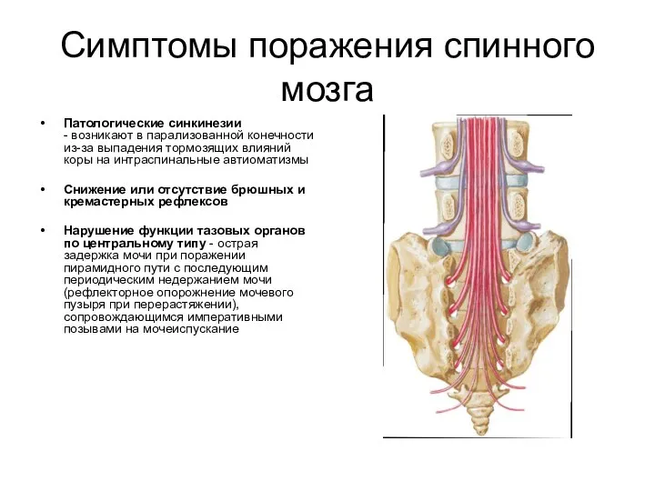 Симптомы поражения спинного мозга Патологические синкинезии - возникают в парализованной конечности из-за