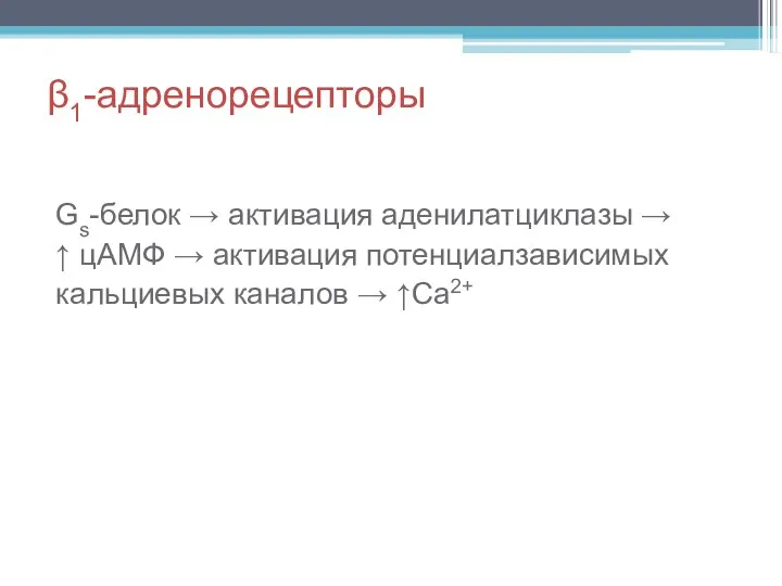 β1-адренорецепторы Gs-белок → активация аденилатциклазы → ↑ цАМФ → активация потенциалзависимых кальциевых каналов → ↑Са2+