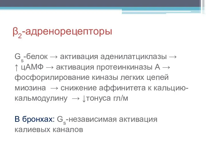 β2-адренорецепторы Gs-белок → активация аденилатциклазы → ↑ цАМФ → активация протеинкиназы А