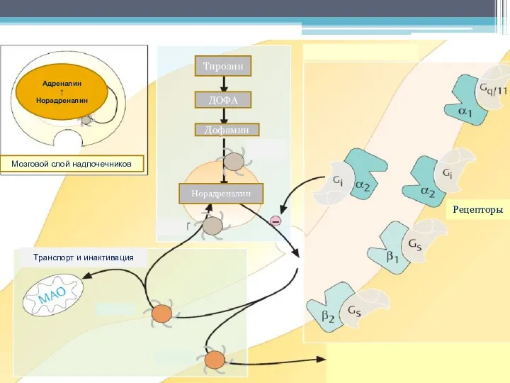 Тирозин ДОФА Дофамин Норадреналин Транспорт и инактивация Рецепторы Адреналин ↑ Норадреналин Мозговой слой надпочечников