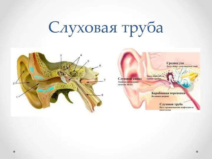 Слуховая труба