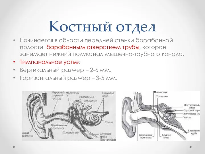 Костный отдел Начинается в области передней стенки барабанной полости барабанным отверстием трубы,