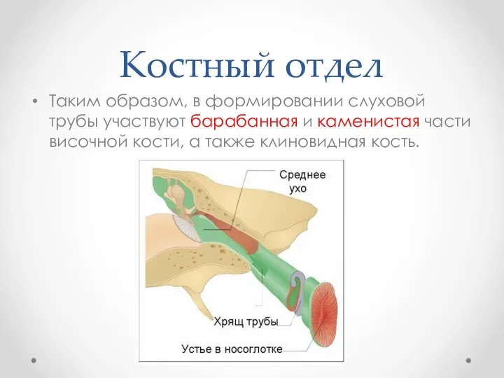 Костный отдел Таким образом, в формировании слуховой трубы участвуют барабанная и каменистая