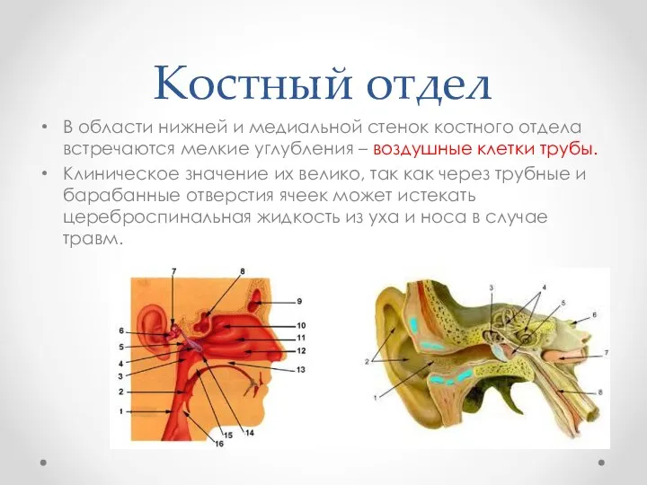 Костный отдел В области нижней и медиальной стенок костного отдела встречаются мелкие