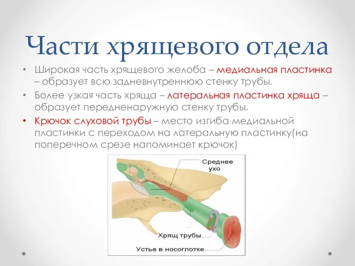 Части хрящевого отдела Широкая часть хрящевого желоба – медиальная пластинка – образует