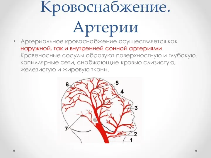 Кровоснабжение. Артерии Артериальное кровоснабжение осуществляется как наружной, так и внутренней сонной артериями.